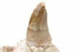 Mosasaur (Prognathodon) Jaw Section with Tooth - Morocco #225277-2
